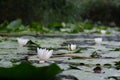 Beautiful forest pond with lily pads with flowers, rain ripples, and overgrown grass around Royalty Free Stock Photo