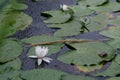 Beautiful forest pond with lily pads with flowers, rain ripples, and overgrown grass around Royalty Free Stock Photo