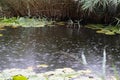 Beautiful forest pond with lily pads, rain ripples, and overgrown grass around Royalty Free Stock Photo