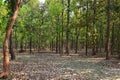 Beautiful forest in purulia district west bengal india beautiful forest Royalty Free Stock Photo