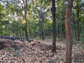 Beautiful forest in purulia district west bengal india Royalty Free Stock Photo