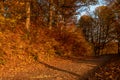 Beautiful forest road in the autumn robe