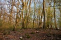 Beautiful forest scenery. Forrest woods tree and sunlight. Autumn forest nature. Colorful forest with sun rays through branches of Royalty Free Stock Photo