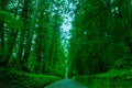 Beautiful forest scenery in Nikko, Japan Royalty Free Stock Photo