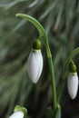 Beautiful forest snowdrops Royalty Free Stock Photo