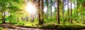 Forest with bright sun shining through the trees Royalty Free Stock Photo