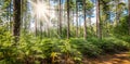 Beautiful forest in summer with bright sunlight shining through the trees. Royalty Free Stock Photo