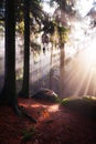 Beautiful forest and sunbeams