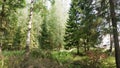 Coniferous trees in the forest Royalty Free Stock Photo