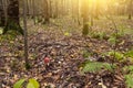 Beautiful forest at sunrise. Magic forest with green fern leaves and fly agaric red mushroom in sunlight