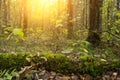 Beautiful forest at sunrise. Magic forest with tree in moss and mushrooms in sunlight