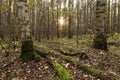 Beautiful forest at sunrise. Magic old forest with trees in moss, foliage and sun with sun rays