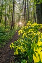 beautiful forest at sunset, spring landscape Royalty Free Stock Photo