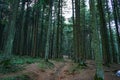 Beautiful forest of tall pines. Natural spruce forest Royalty Free Stock Photo