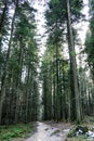 Beautiful forest of tall pines. Natural spruce tree forest Royalty Free Stock Photo
