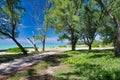 Beautiful forest trail,  Ile Aux Cerfs, Mauritius Royalty Free Stock Photo