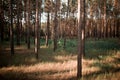 Beautiful forest with tree trunks.