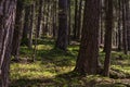 beautiful forest with trees and plants on the floor Royalty Free Stock Photo