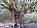 Beautiful forest of trees rivers waterfalls water green moss moisture