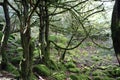 Beautiful forest of trees rivers waterfalls water green moss moisture