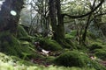 beautiful forest of trees rivers waterfalls water green moss moisture
