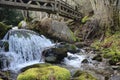 Beautiful forest of trees rivers waterfalls water green moss moisture