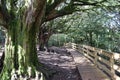 Beautiful forest of trees rivers waterfalls water green moss moisture