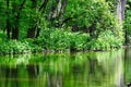 Beautiful Forest View with Lush Green Foliage from Trees and Ground Cover and Leaves Royalty Free Stock Photo