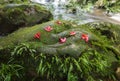 Beautiful forest waterfall The jungle green tree and plant detail nature in the rain forest with moss fern and maple leaf on the Royalty Free Stock Photo