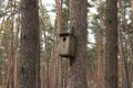 beautiful forest in which a birdhouse Royalty Free Stock Photo