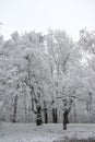 Beautiful forest in winter