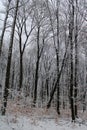 Beautiful forest in winter