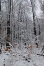 Beautiful forest in winter