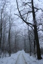 Beautiful forest in winter