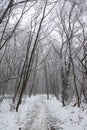 Beautiful forest in winter