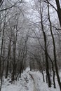 Beautiful forest in winter