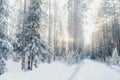 Beautiful forest in winter with snow Royalty Free Stock Photo