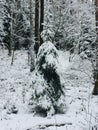 Forest, winter, snow, background, Belarus, Raubichi, weather, fairy tale