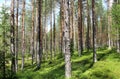 Beautiful forests of Finland Royalty Free Stock Photo