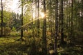 Beautiful forests of Finland Royalty Free Stock Photo