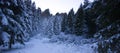 The beautiful forests of snow-covered pines in winter