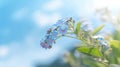 Beautiful forget me not blossoms against a blue sky. Generative AI Royalty Free Stock Photo