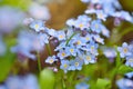 Beautiful forget-me-not blue wildflowers Myosotis in the blurred background of green grass