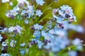 Beautiful forget-me-not blue wildflowers Myosotis in the blurred background of green grass