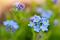 Beautiful forget-me-not blue wildflowers Myosotis in the blurred background of green grass