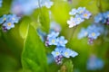 Beautiful Forget-me-not Blue Wildflowers (Myosotis) In The Blurred Background Of Green Grass