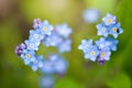 Beautiful Forget-me-not Blue Wildflowers (Myosotis) In The Blurred Background Of Green Grass