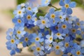 Beautiful Forget-me-not flowers as background, closeup view