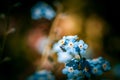 Beautiful forget-me-not flowers closeup on dark background. Royalty Free Stock Photo
