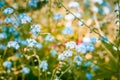 Beautiful forget-me-not flowers closeup in summer on blurred background.